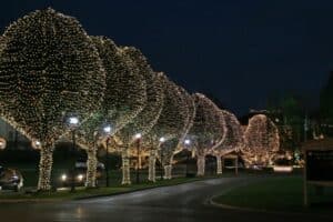Trees illuminated with commercial Christmas lighting line a dark driveway. The lights create a festive, magical atmosphere.