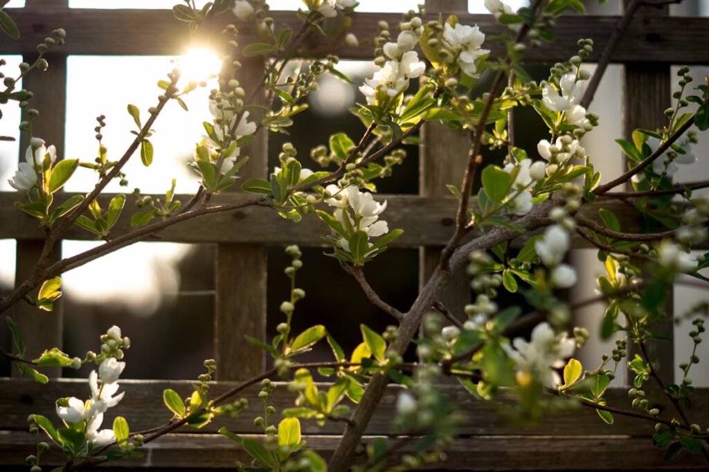 Sunlight filters through a custom home garden trellis, illuminating delicate white flowers and lush green leaves, showcasing vertical beauty.