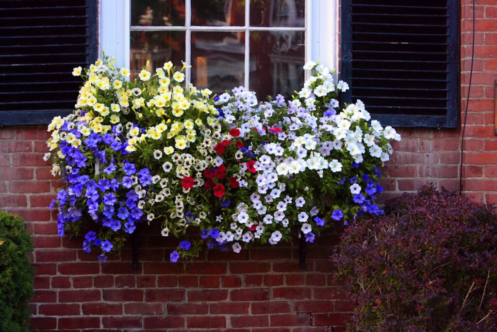 Window box overflowing with colorful petunias in shades of blue, white, yellow, and red, mounted on a red brick wall beneath a window with black shutters, showcasing DIY home window box installation for seasonal charm.