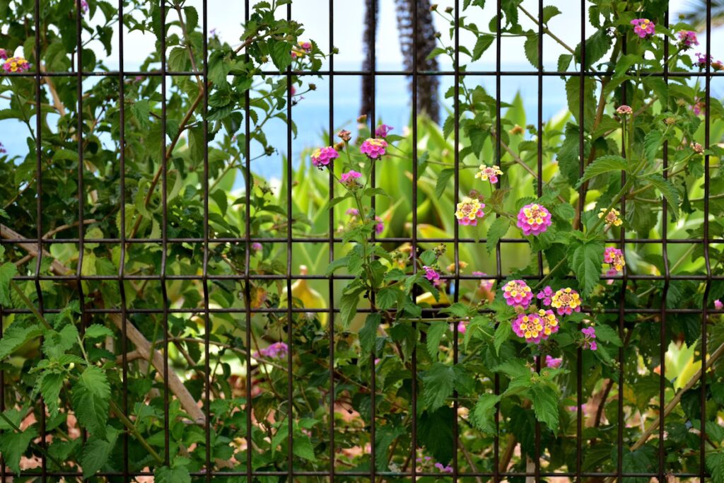 Lantana flowers in pink and yellow bloom against a metal garden trellis, adding vertical beauty and color to a custom home garden. Lush green foliage and a glimpse of the ocean create a vibrant backdrop.