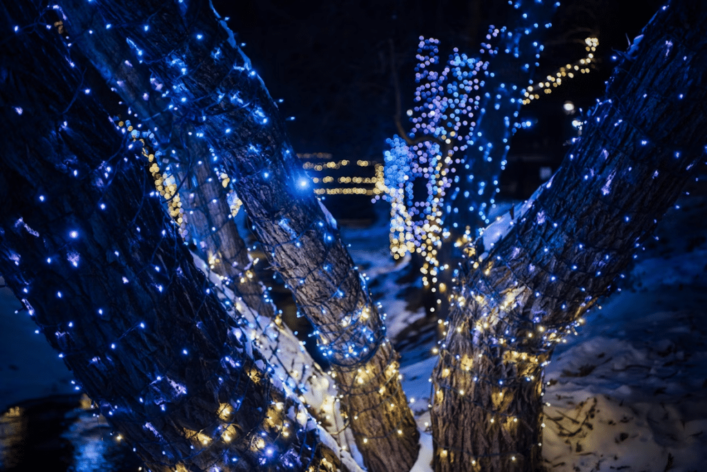Winter scene of tree trunks wrapped in blue and gold Christmas lights. Snow covers the ground, and more blurred lights twinkle in the background, highlighting the festive holiday atmosphere.